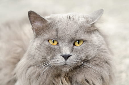 long-fur gray cat