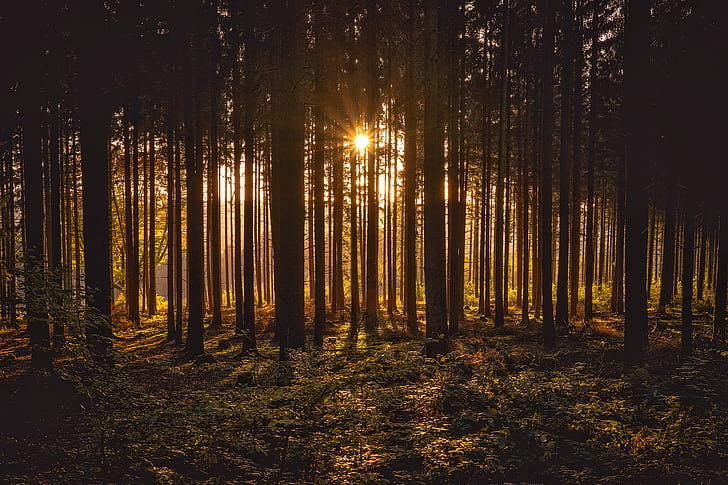 landscape photography of crepuscular rays in forest