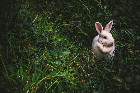 white rabbit on green grass at daytime