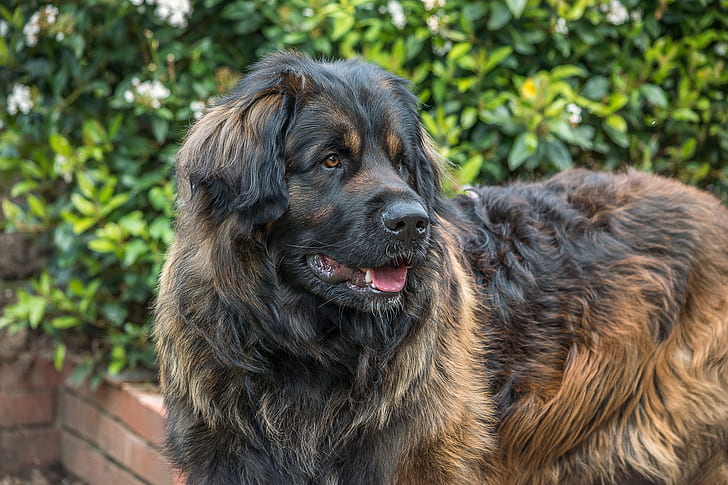adult black and tan Caucasian shepherd stands near green plant at daytime