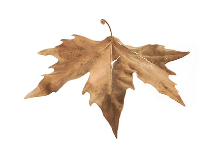 dried maple leaf closeup photo