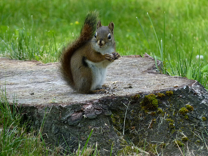 brown squirrel on brown tree stump
