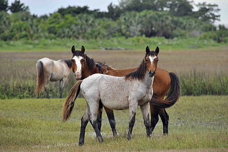 two brown horses on grass field