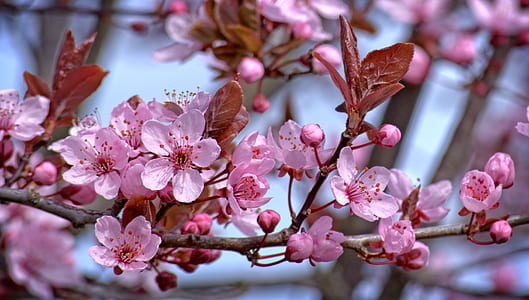 pink cherry blossoms closeup photo