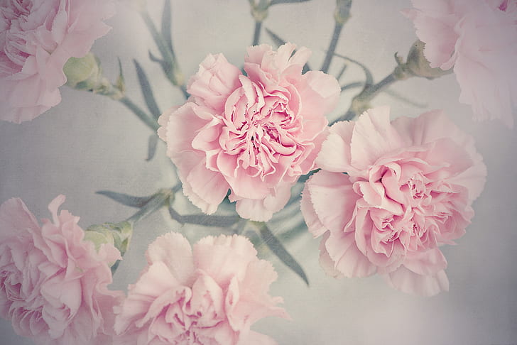 pink flowers digital wallpaper