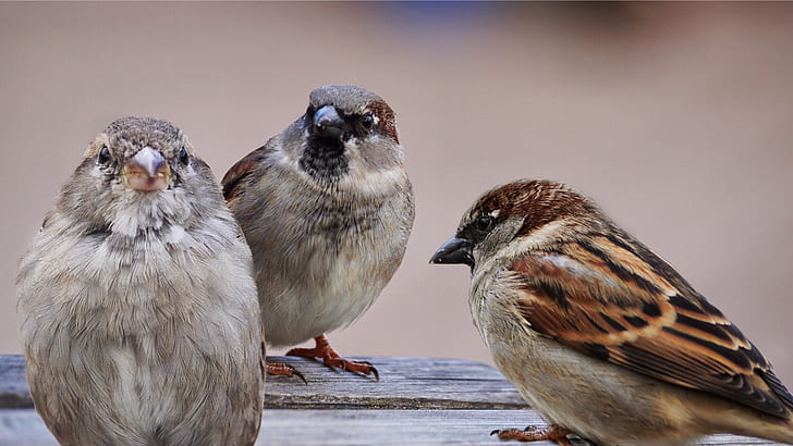 three brown small-beaked birds