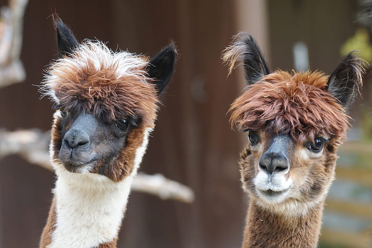 two brown llama