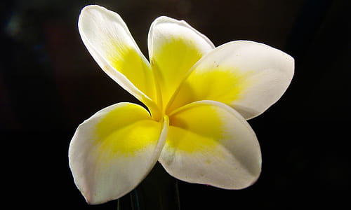 macro photography of white and yellow plumeria flower