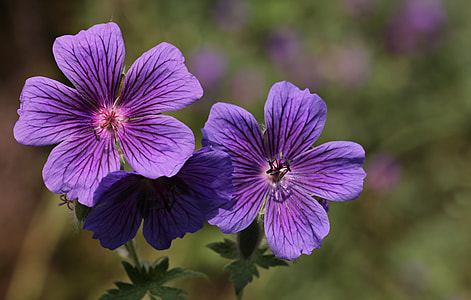 selective photography of purple malva flower