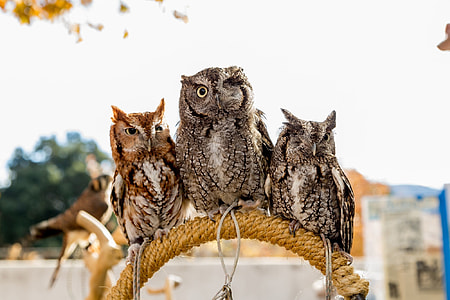 two gray and brown owls