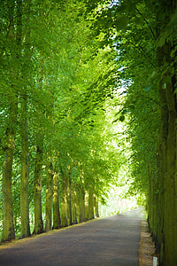 asphalt road surrounded by green trees during daytime