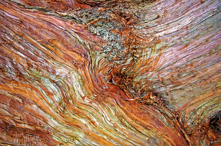 closeup photography of brown log