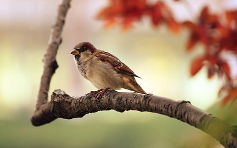 brown sparrow on brown tree branch close-up photo