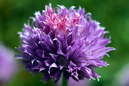 purple chive flower selective-focus photo