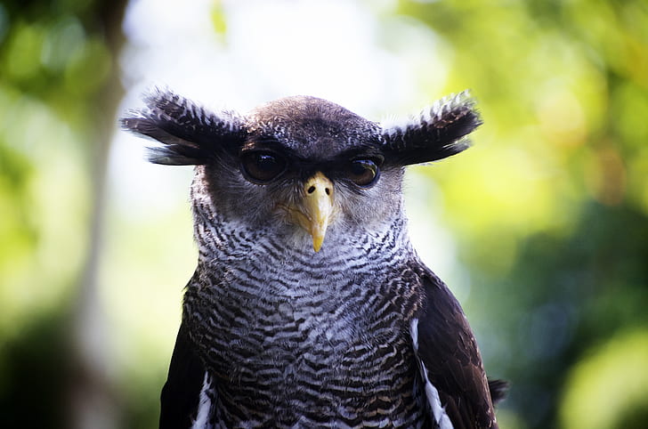 gray Owl on shallow photography