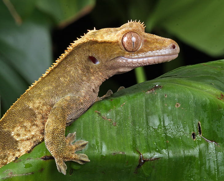 brown lizard on top of green leaf