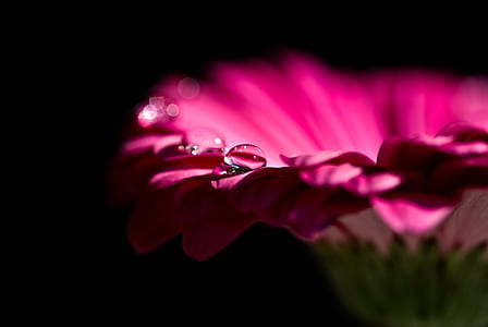 Pink Petal Flower and Dew Drops on Top