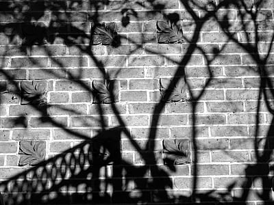 Black and White Photo of Shadows on the Wall