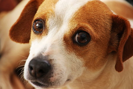 Close Up Photo of Short-coated Brown and White Dog