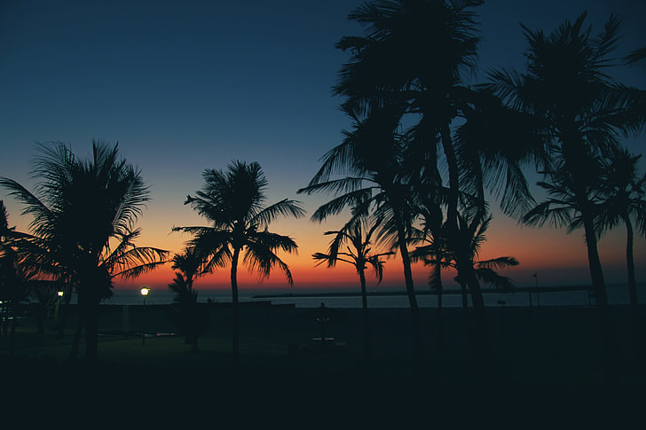 Sunset Palms with Cloudless Sky