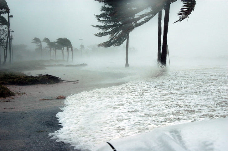 sea wave on coconut trees during daytime
