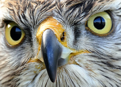 selective photography of eagle eye