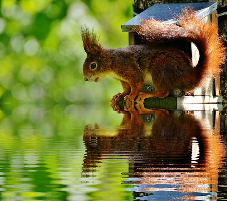brown squirrel looking on body of water