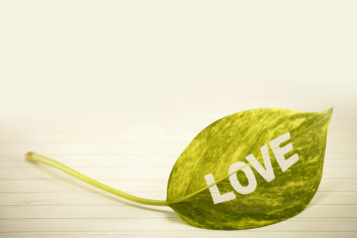 green leaf love