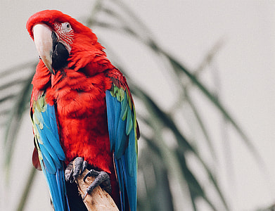 focus photo of red and blue macaw