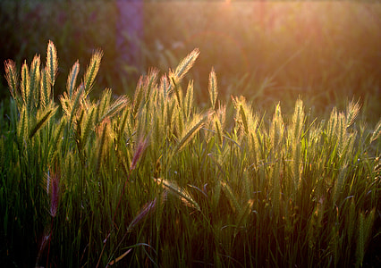 photo of green grass field during golden hour