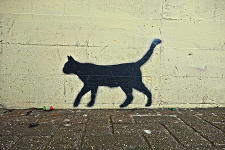 photo of black cat wall paint