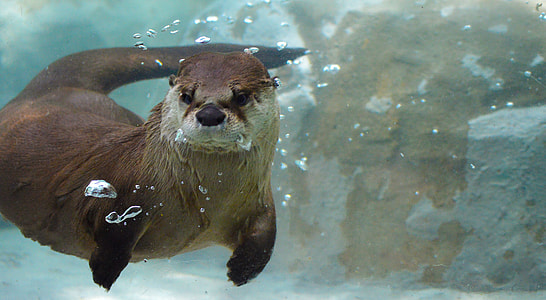 brown otter