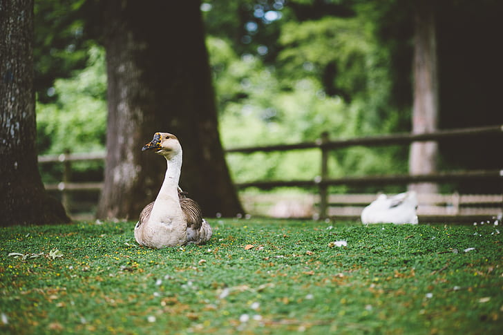 White and brown goose sitting on the grass