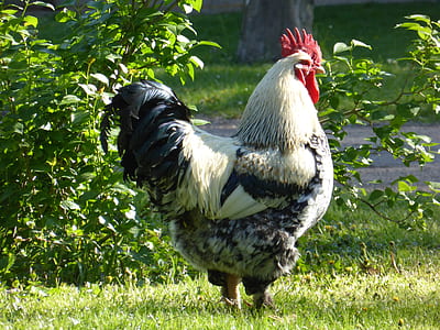 white and black rooster near green leafed plants during daytime