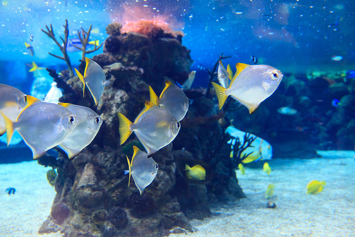 white and yellow saltwater fish