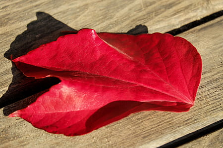 red leaf on brown wooden surface