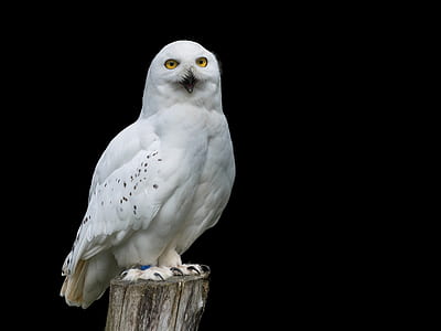 white owl standing on brown tree trunk