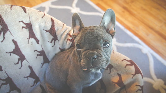 black and white French bulldog puppy on armchair