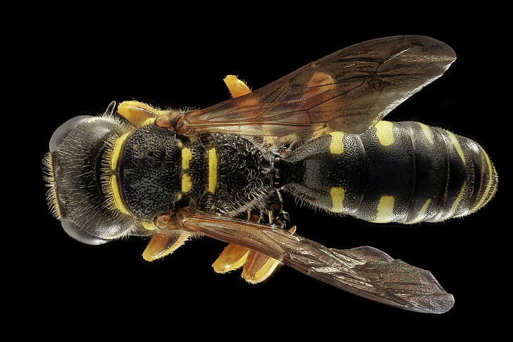 black and yellow bee