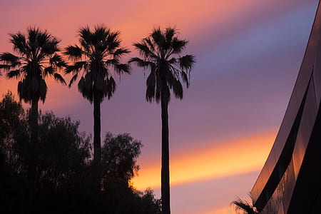 Low Angle View of Three Palm Trees during Sunset