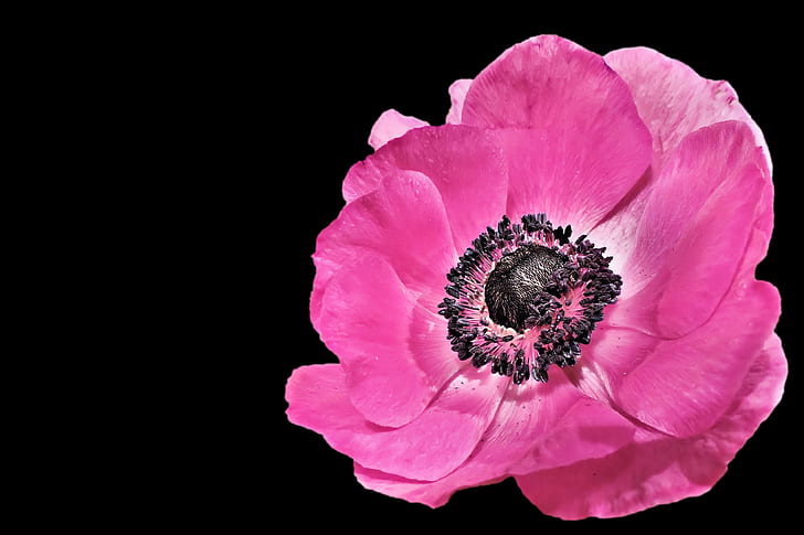 pink poppy closeup photo