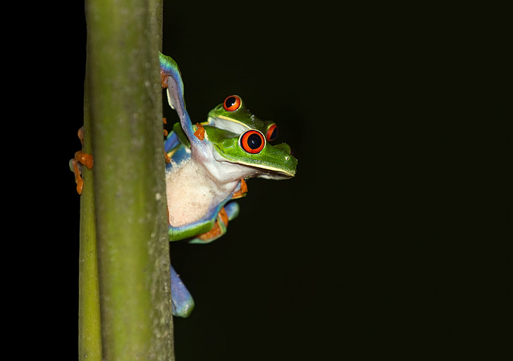two red-eyed frogs