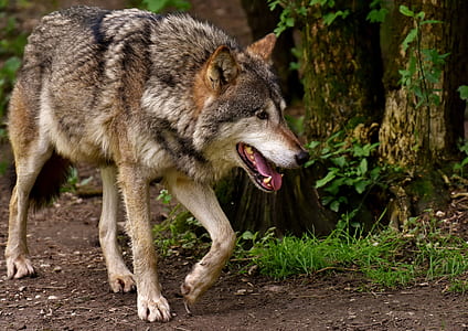 wolf walking in forest