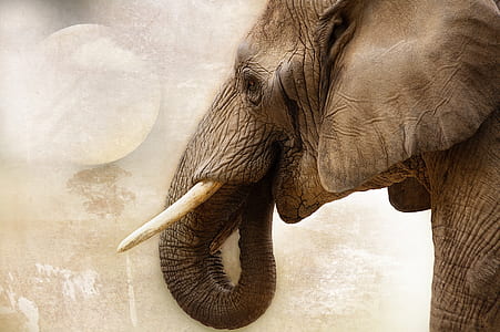 adult elephant painting