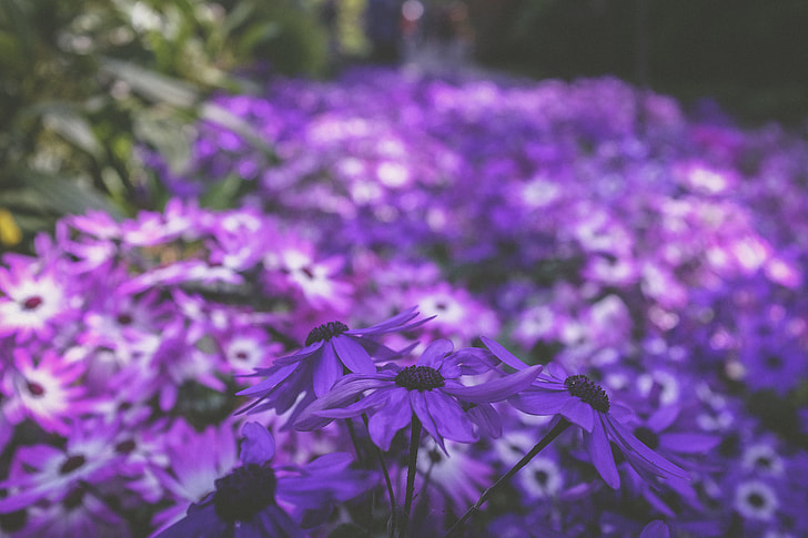 purple-and-white cineraria flowers in bloom