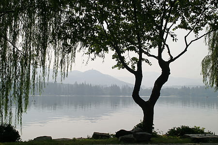 silhouette of tree near body of water
