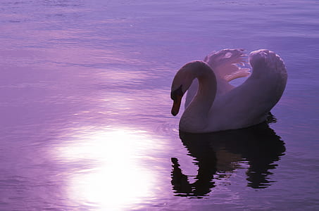 closeup photo of white duck