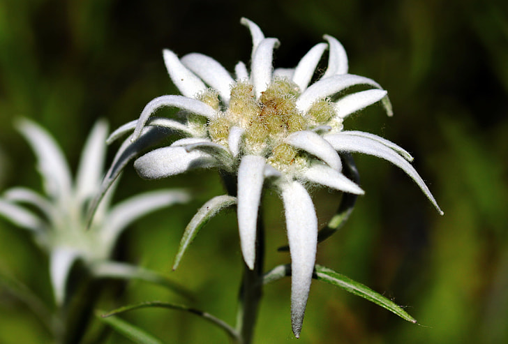 shallow photography of white flowerss