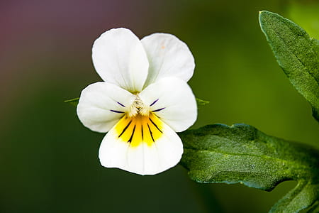 selective focus photography of white and yellow pansy flower