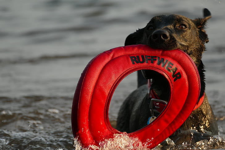 brown dog biting ruffwear ring on body of water